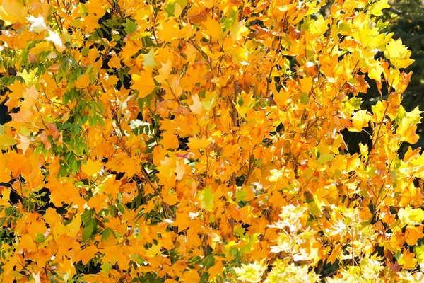 Folhas decorativas amarelas cair fundo — Fotografia de Stock