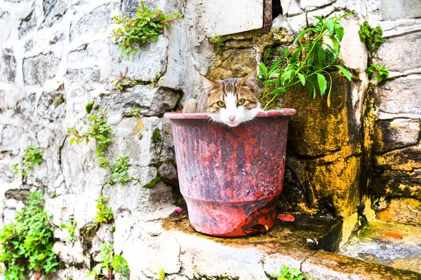 Gato no vaso de flores — Fotografia de Stock