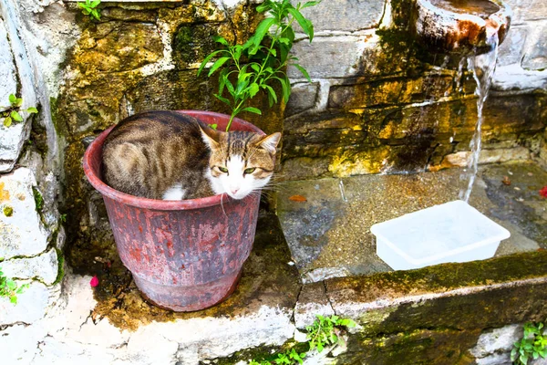 Cat in the flower pot — Stock Photo, Image