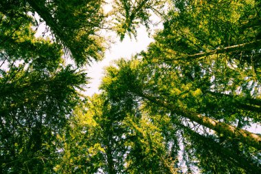 Yeşil ağaçlar orman arka plan ve güneş arasındaki gövdeleri bakılması