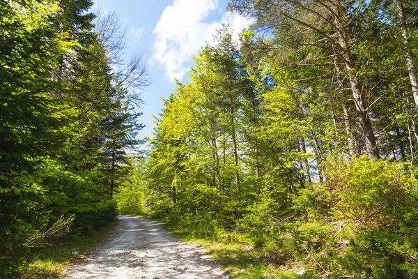 Cesta v létě woods, mraky a zelené stromy — Stock fotografie