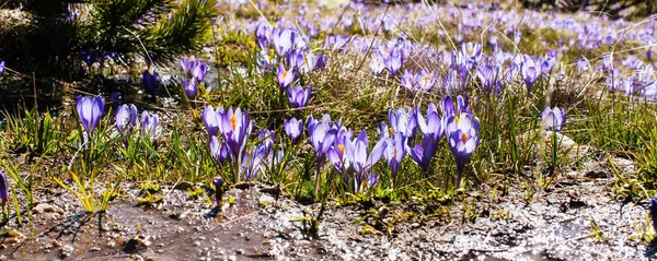 Gruppo ravvicinato di fiori primaverili crochi fioriti — Foto Stock