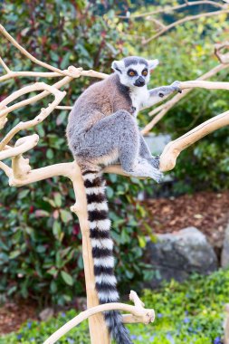 Ring-Tailed lemur aka Lemur catta yakın çekim
