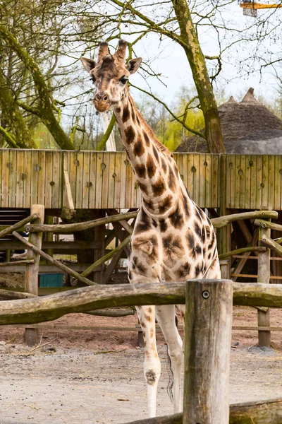 Cabeza de jirafa linda con mirada curiosa — Foto de Stock