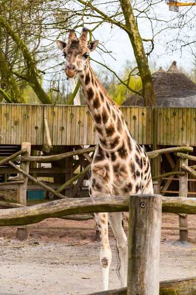 Carino testa giraffa con sguardo curioso — Foto Stock