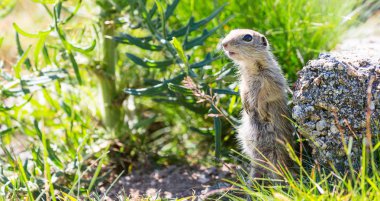 Komik yakın çekim zemin sincap aka Avrupa souslik