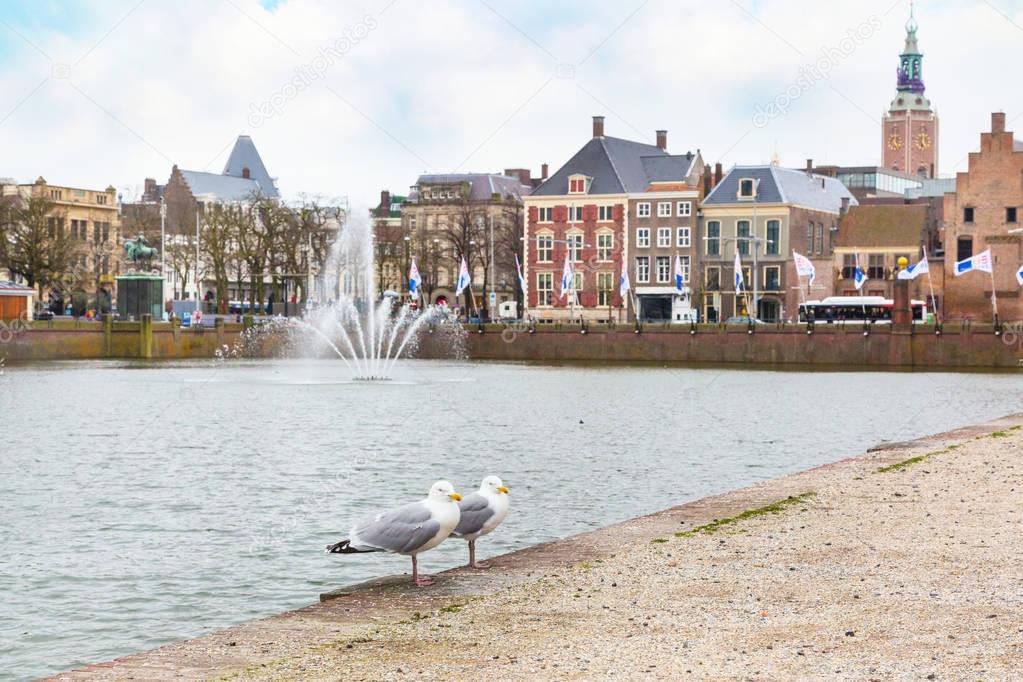 Two seagulls and street view with dutch houses and lake in Hague, Holland