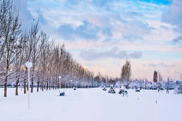 Winter park med perspektiv rad av träd, dramatiska molnig himmel och snö — Stockfoto