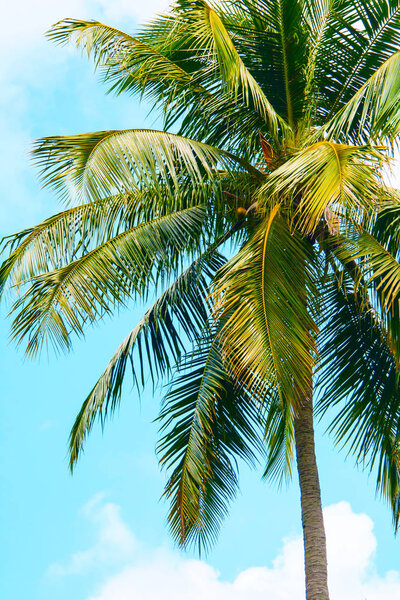 Tropical summer background with coconut Palm trees on the blue sky