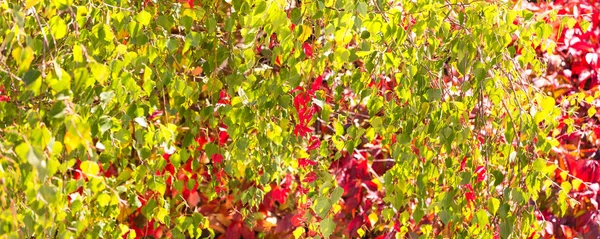 Amarelo e vermelho folhas decorativas cair fundo — Fotografia de Stock