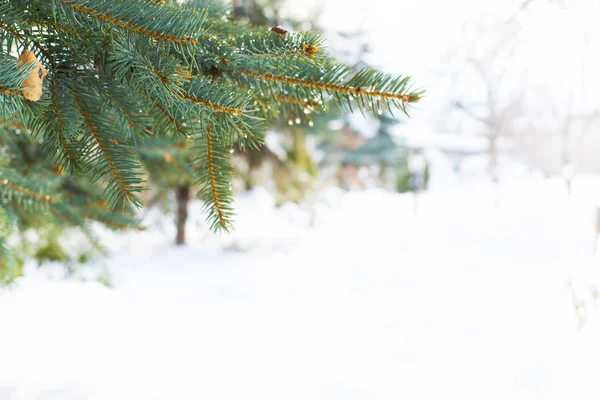 Fundo de férias de inverno com ramo de pinho verde, neve, espaço de cópia — Fotografia de Stock