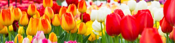 Lale çiçekli, kırmızı, sarı, beyaz panorama — Stok fotoğraf