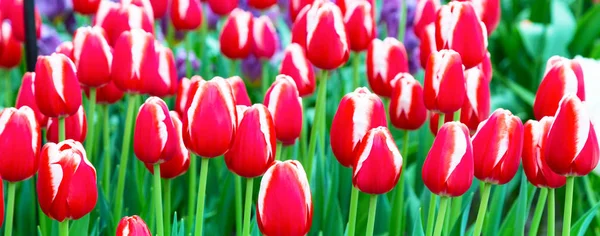 Vibrante colorido vermelho e branco tulipas férias fundo — Fotografia de Stock