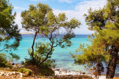 Yaz tatil arka plan turkuaz deniz su koy ve çam ağaçları ile