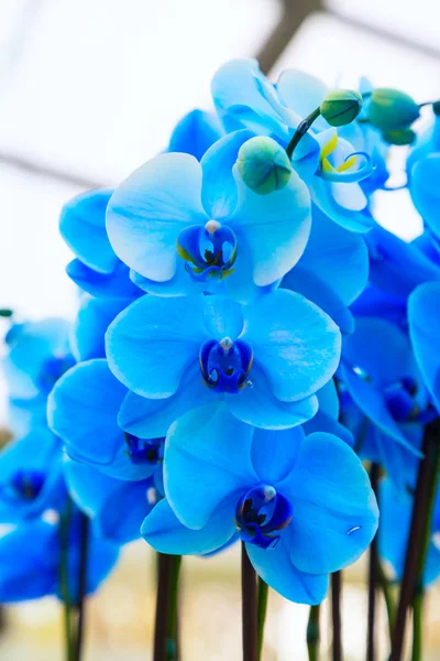 Primer plano azul orquídea flores fondo —  Fotos de Stock