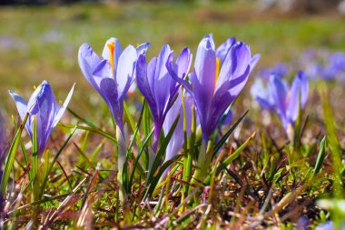 Bahar çiçekleri blooming çiğdemler grubu oluşturan kapatın