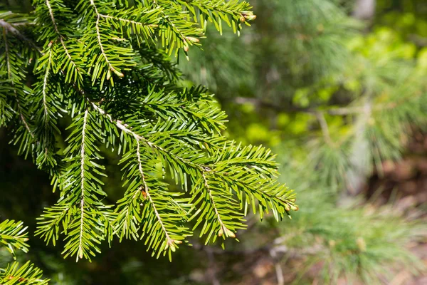 Branche espinhoso verde brilhante de árvore de pele ou pinheiro — Fotografia de Stock