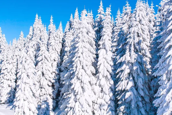 Vinter semester bakgrund med pinjeträd som omfattas av tung snö — Stockfoto