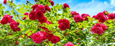 Mavi Gökyüzü bulutlu karşı güzel gül bush