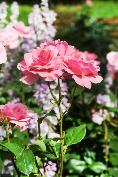 Roze rozen in de tuin — Stockfoto