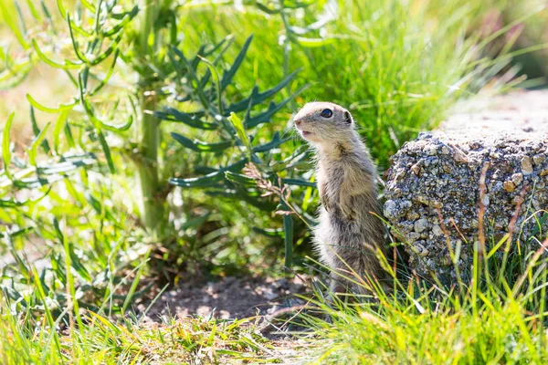 Lustige Großaufnahme-Ziesel aka europäisches Souslik — Stockfoto