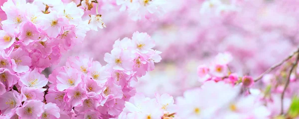 Schöner rosa Kirschblütenzweig, Sakura-Blüten auf weiß — Stockfoto