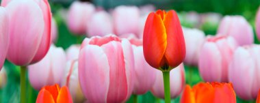 renkli tatlı kırmızı lale pembe tatil arka plan arasında