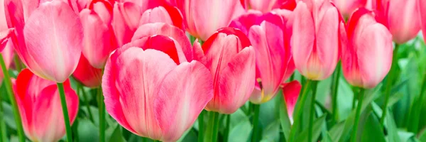 Banner Nahaufnahme rosa Tulpen Urlaub panoramischen Hintergrund — Stockfoto