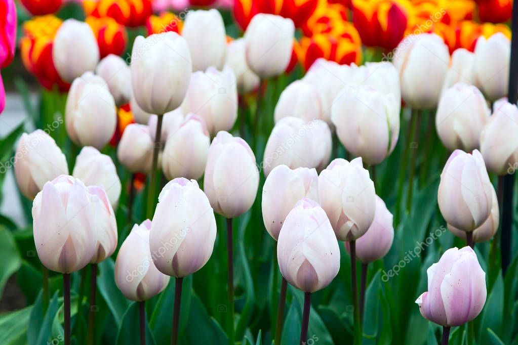 White tulips holiday background
