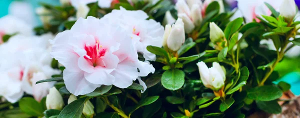 Fechar flores rosa e branco fundo de férias — Fotografia de Stock