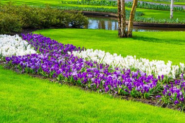 Renkli bitkisi çiçeği çiçeği bahar bahçe