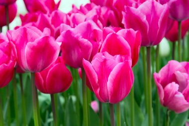 tatlı Pembe Lale tatil panoramik arka plan