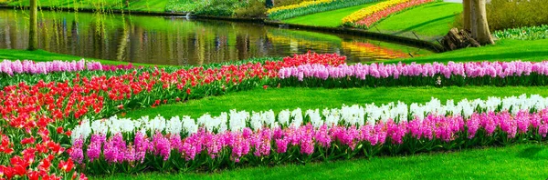 Цветные тюльпаны и гиацинтовые клумбы в весеннем саду, Голландия — стоковое фото
