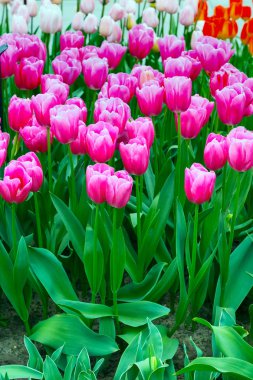 tatlı Pembe Lale tatil dikey arka plan