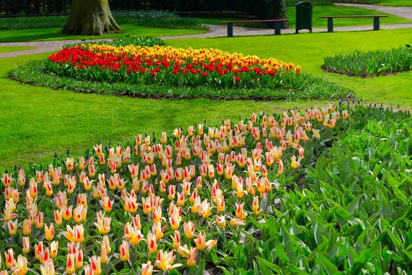 Цветные тюльпаны клумба в весеннем саду, Голландия — стоковое фото