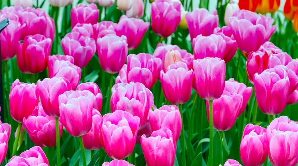 Nahaufnahme rosa Tulpen Urlaub panoramischen Hintergrund — Stockfoto