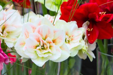 Güzel beyaz ve pembe lily çiçek blossom makro yakın çekim