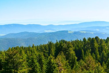 Bahar yeşil çam ağaçları ve rila mountains, Bulgaristan