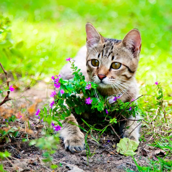 Kitten with flowers — Stock Photo, Image
