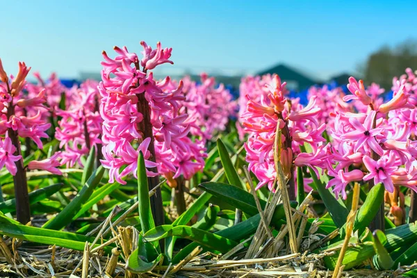 Рожевий макро гіацинт, поле в Голландії, Синє небо — стокове фото