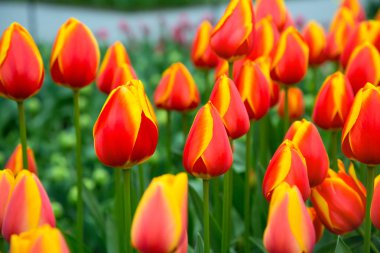 Flowerbed, kırmızı, Sarı Lale bahçesinde