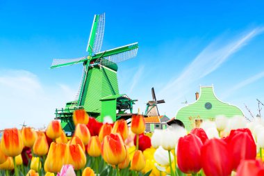 Holland arka plan panorama laleler ve Hollanda'da geleneksel köy yeşil yel değirmeni