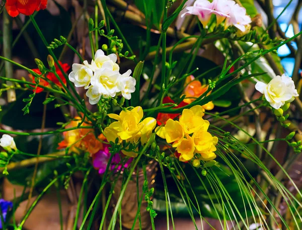 Buquê de flores vibrantes de fundo alstroemeria multicolorido — Fotografia de Stock