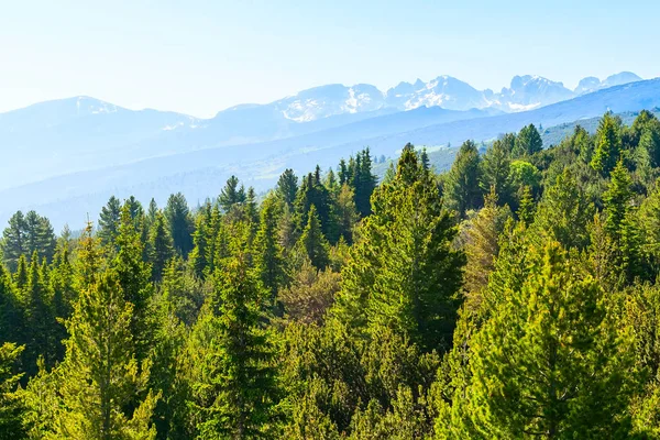 Frühling grüne Kiefern und Schneeberge an den rila Seen in Bulgarien — Stockfoto