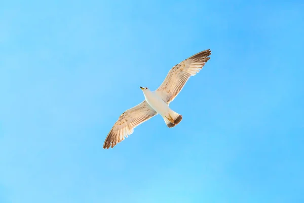 Gaviota blanca volando sobre el agua. Concepto de libertad —  Fotos de Stock