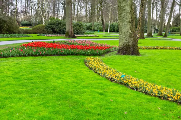 Lit de fleurs de tulipes colorées dans le jardin de printemps, Hollande — Photo