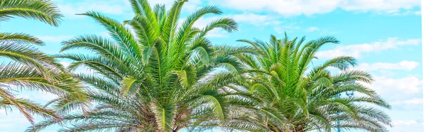Tropical summer background with coconut Palm trees on the blue sky — Stock Photo, Image