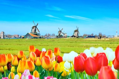 arka plan panorama Lale ve yel değirmenleri Hollanda geleneksel köy ile