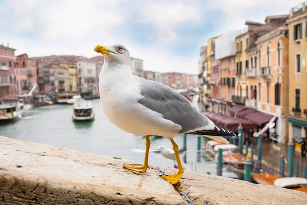 Albatross at Rialto Bridge, Venice houses and canal on the background — Stock Photo, Image