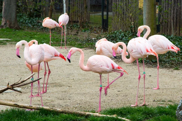 Many Pink flamingos standing on one leg — Stock Photo, Image
